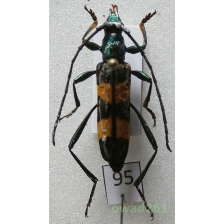 Polyzonus nitidicollis Pic, 1932 27mm Thailand95